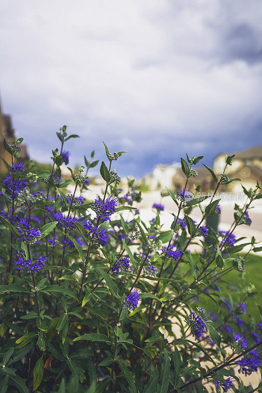 蓝雾绣线菊大量生长。Caryopteris Clandonensis